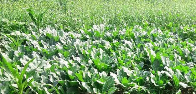 green cauliflower garden india