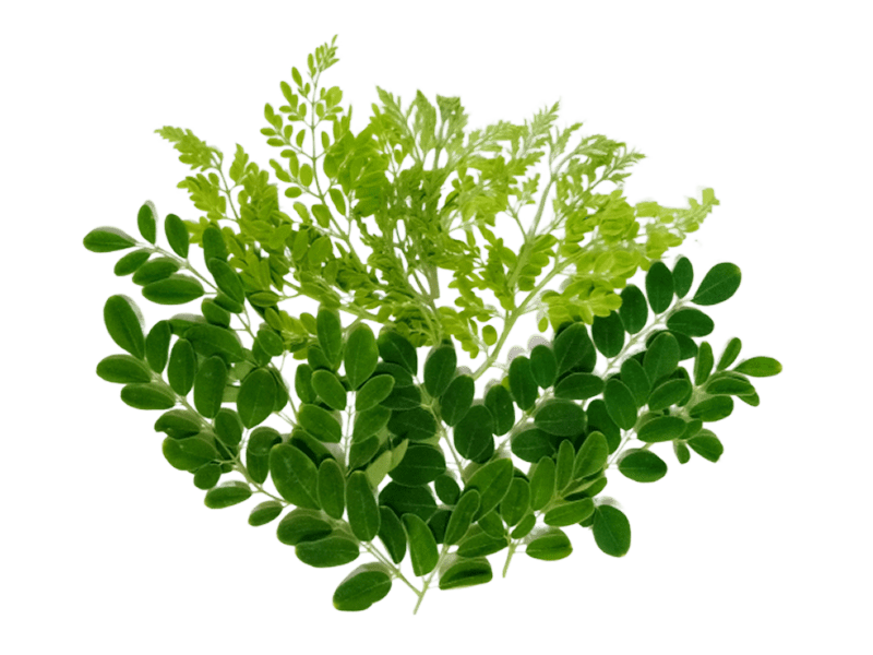 green leaf png