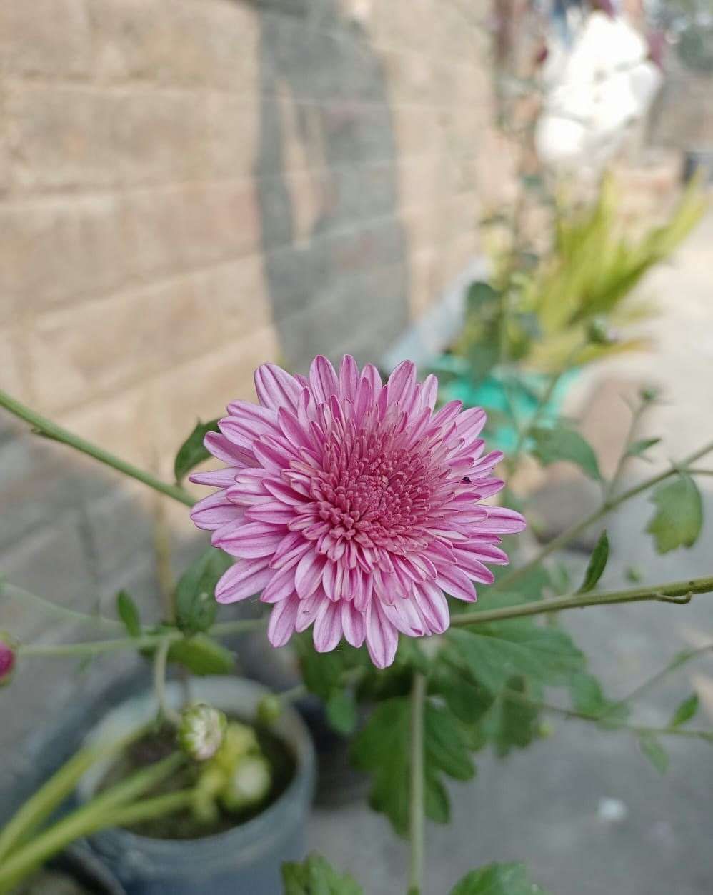 pink flower background