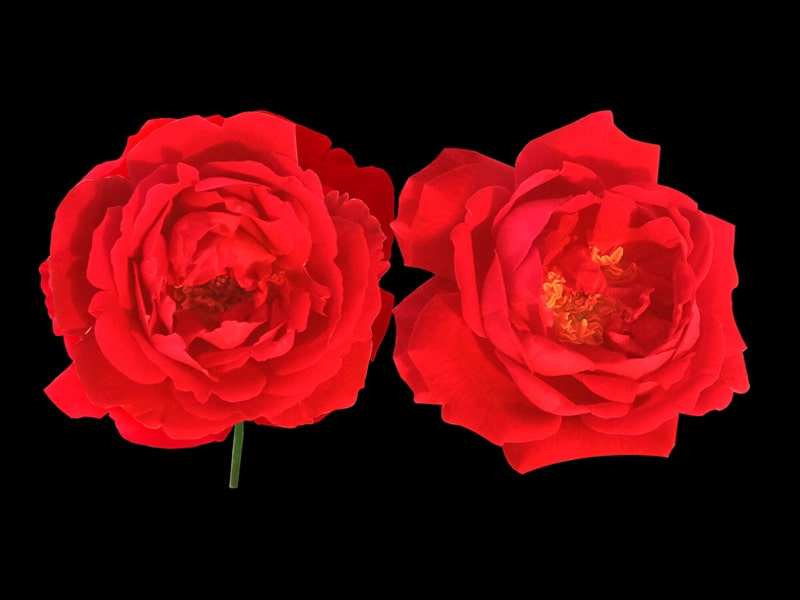 red rose and black background