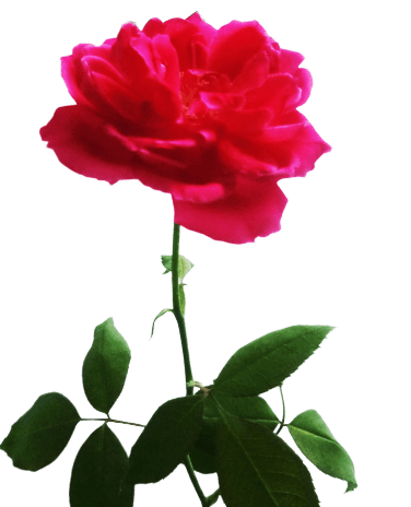 red rose flower