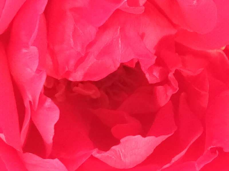 red roses background images