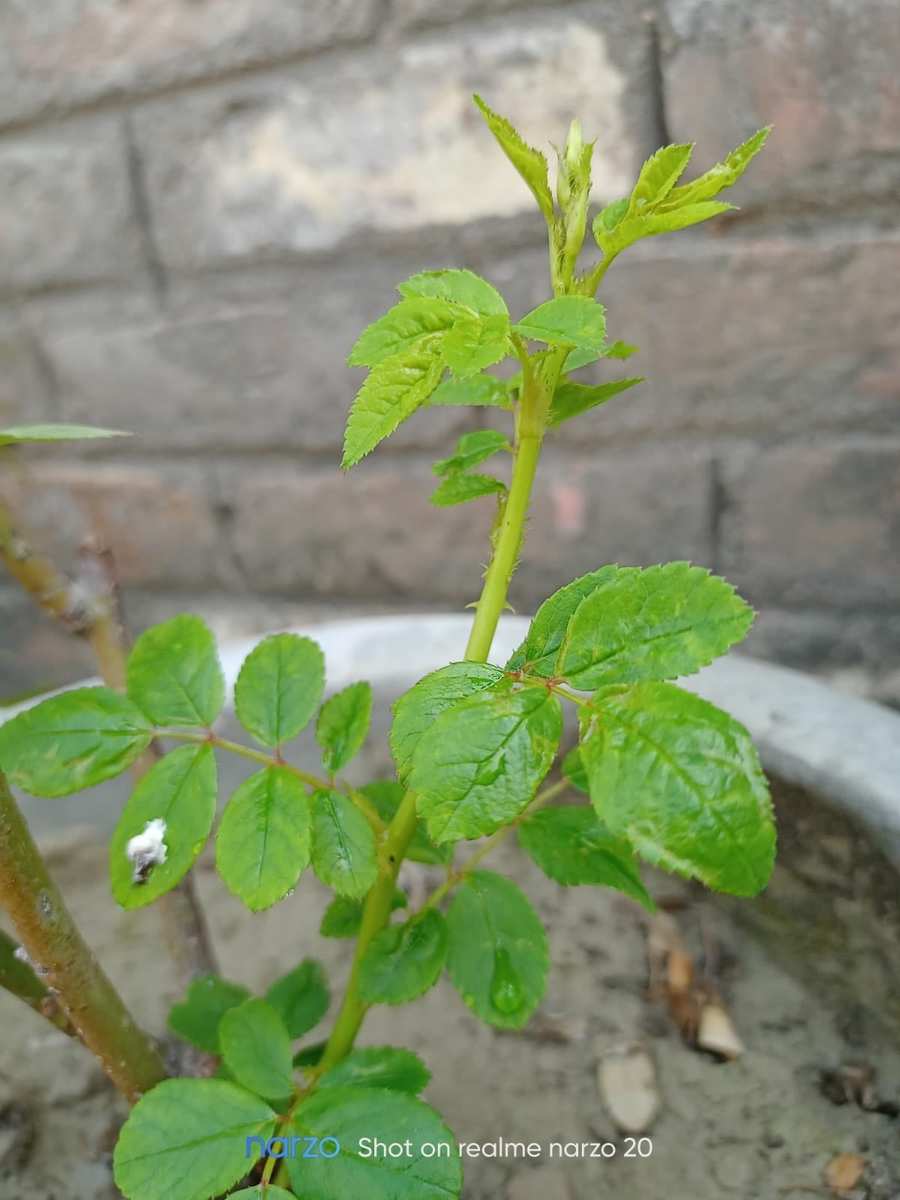 small green plant in gamala