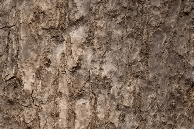 tree root background