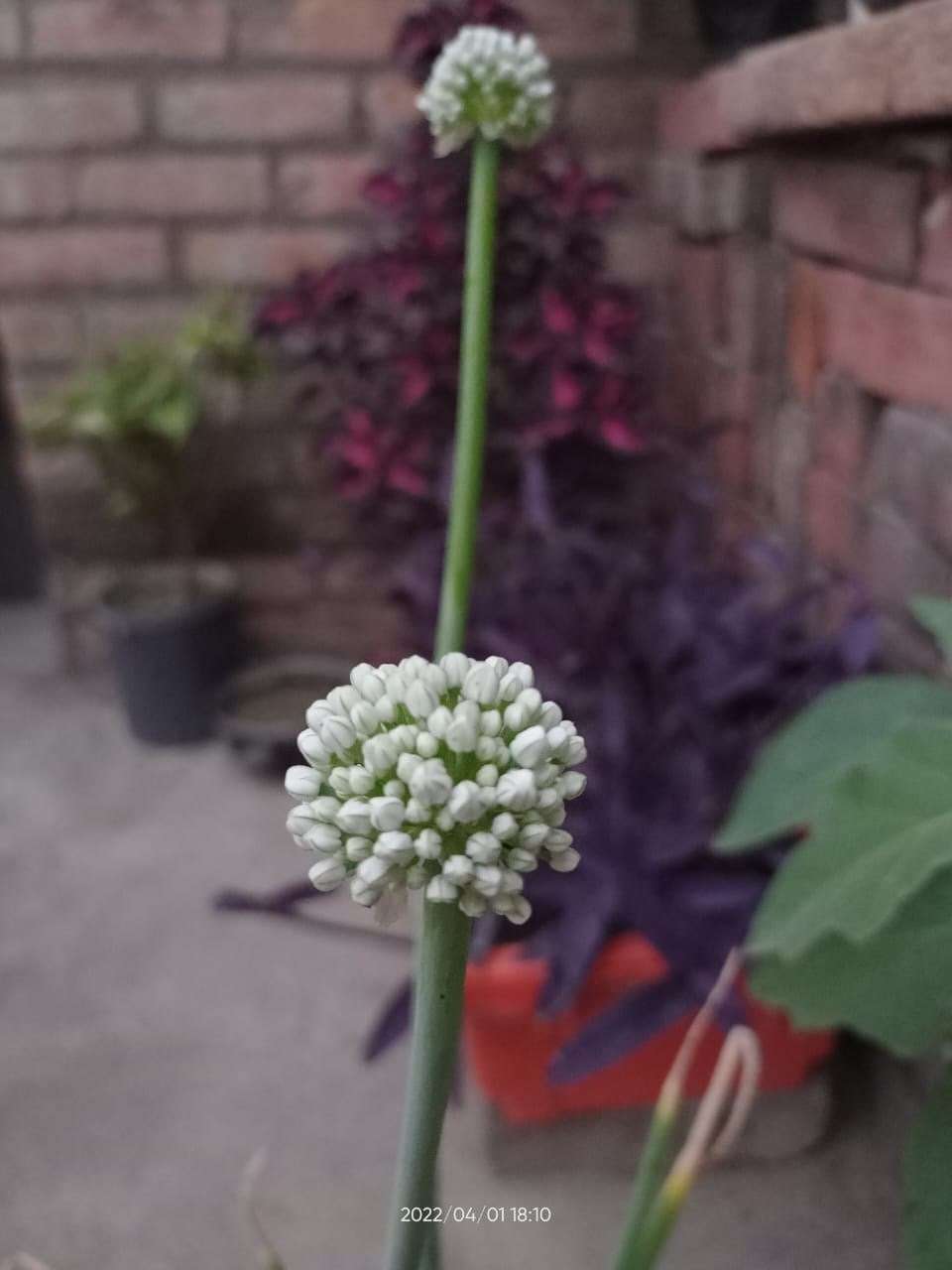 white and green onion flower