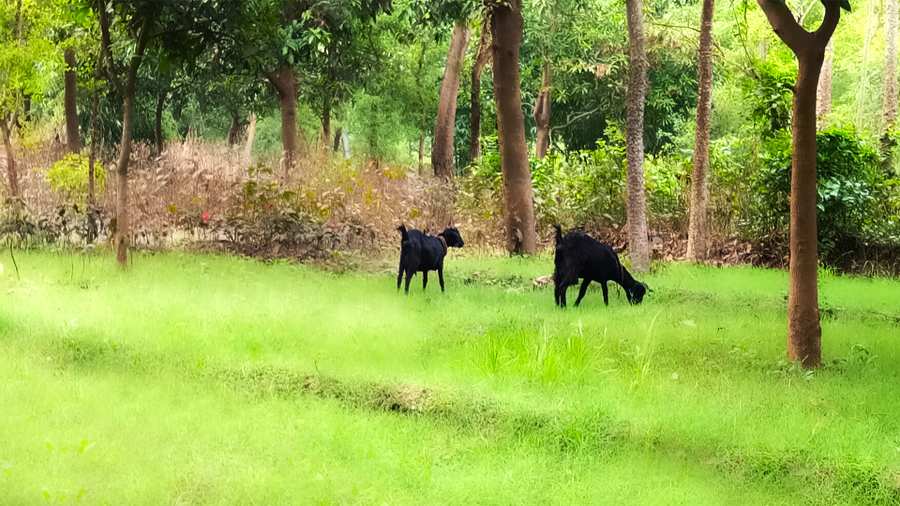 goat eating green grass in forest photoshop editing photo