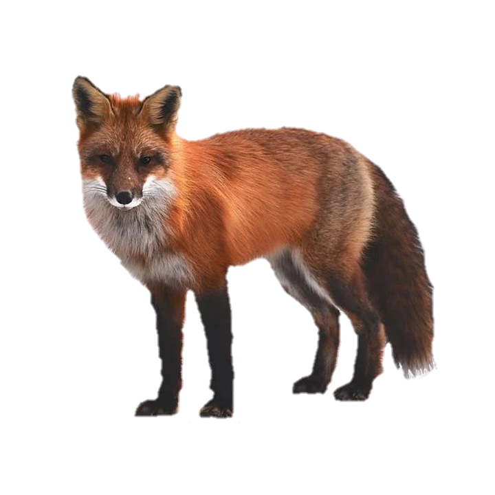 Dhole Vector, Art, Icon Free PNG