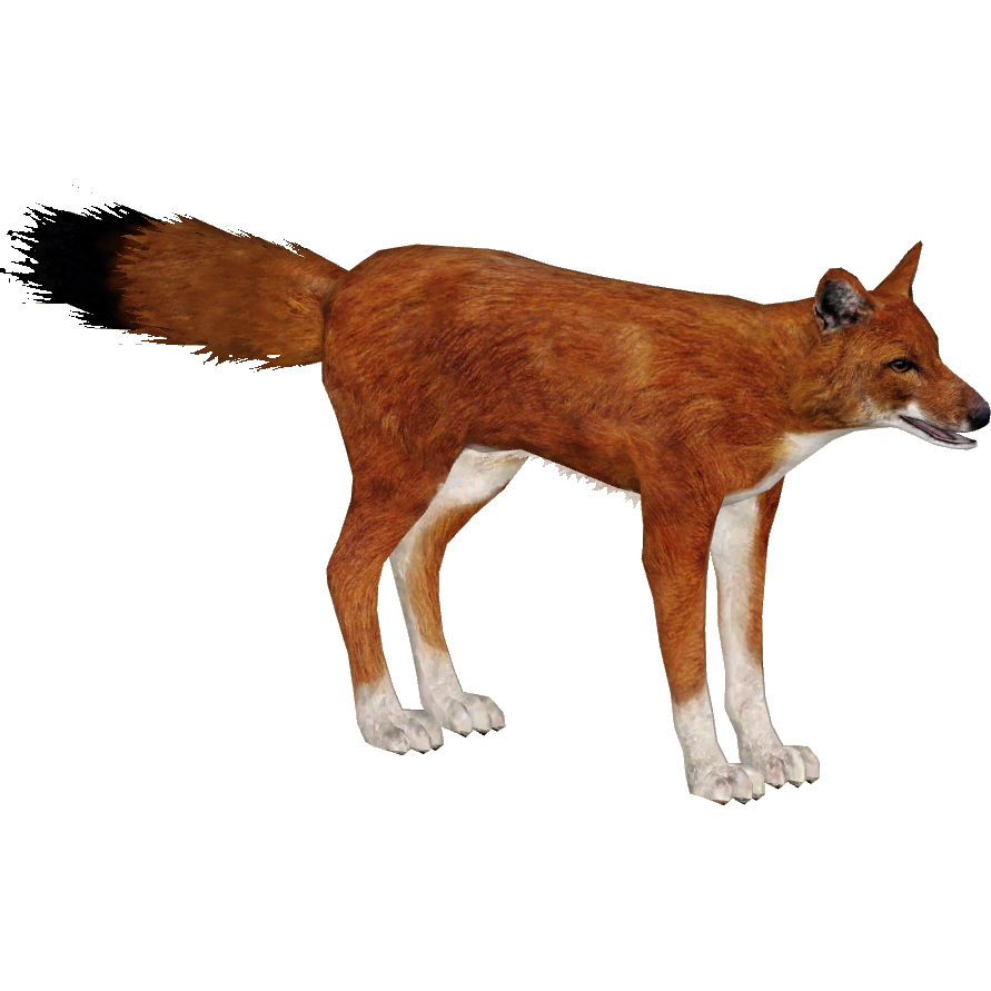 Dhole Vector, Icon, Art Free PNG