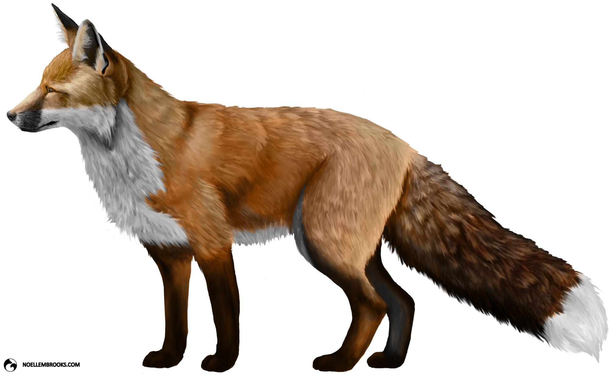 Dhole Artwork, Illustration, Graphic PNG