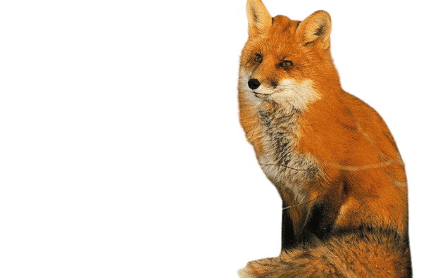 Dhole Artwork, Vector, Visuals Transparent PNG