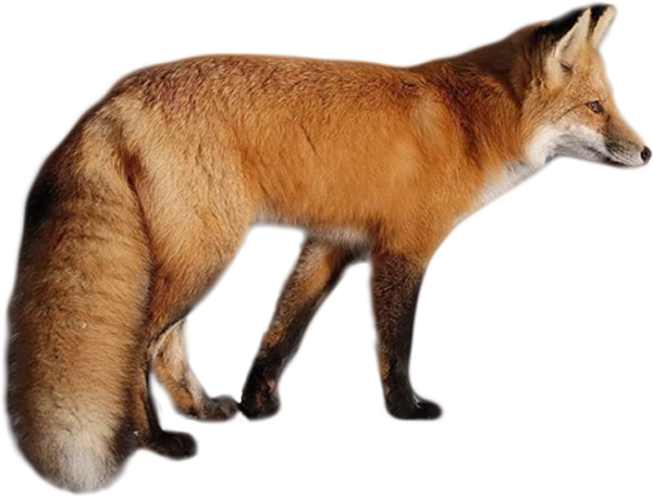 Dhole Images, Pictures, Art PNG Image