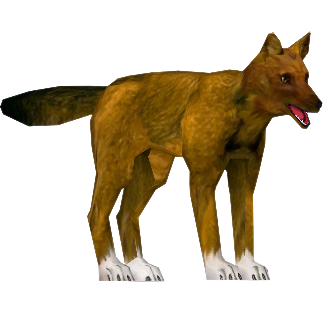 Dhole Animal, Wildlife, Nature PNG Image