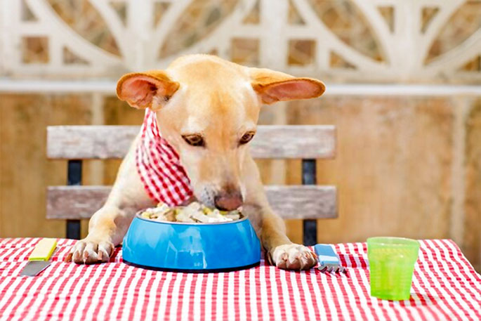 dog nutrition