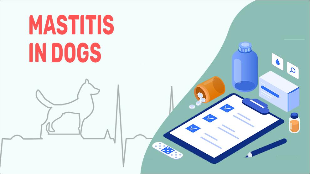 How Do You Treat Mastitis In Dogs At Home