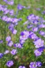 Nebraska Wildflowers