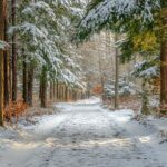 A charming winter forest wallpaper with snow draped trees and a blanket of fresh snow on the ground.