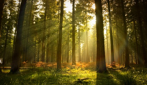 forest sun rays trees