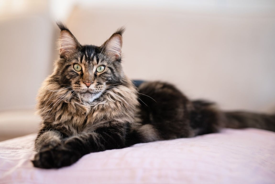 Maincoon