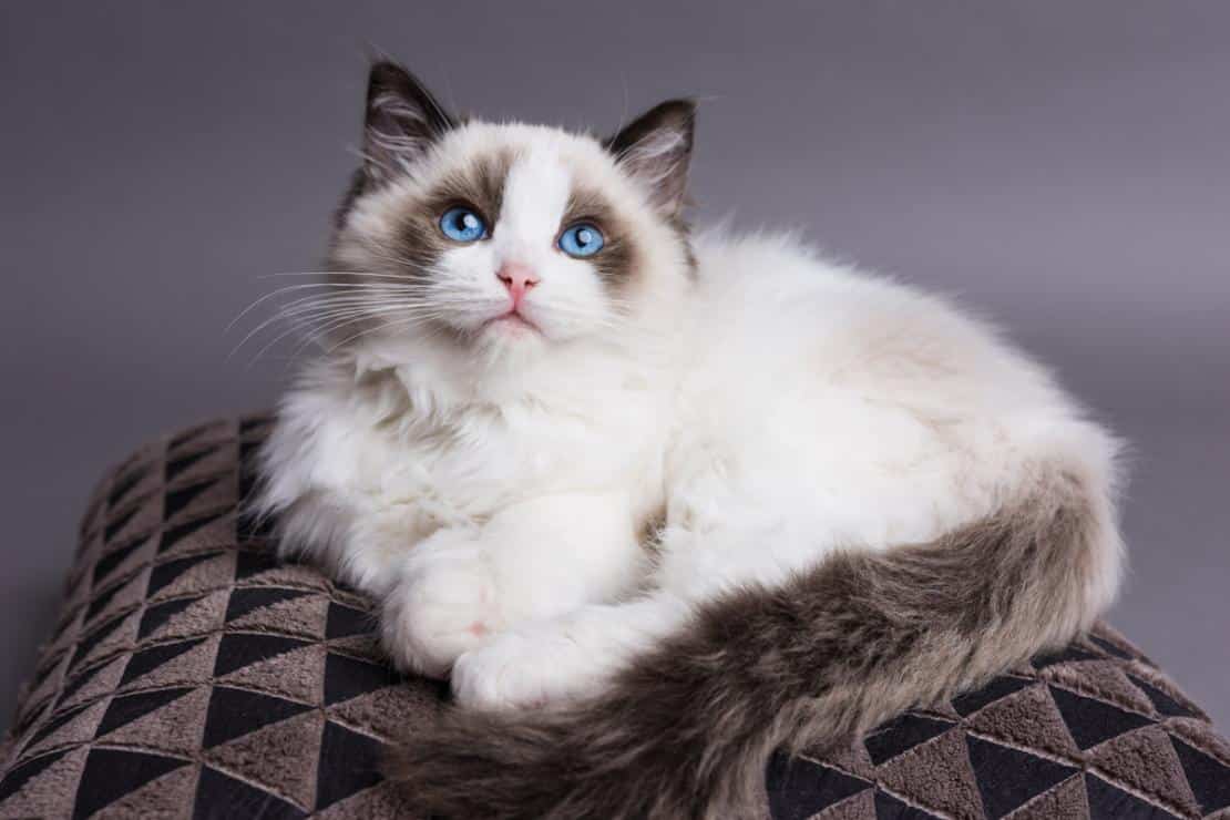 Ragdoll