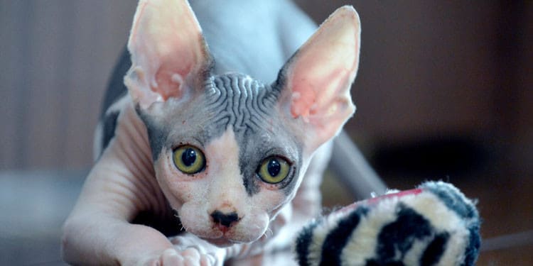 Sphynx