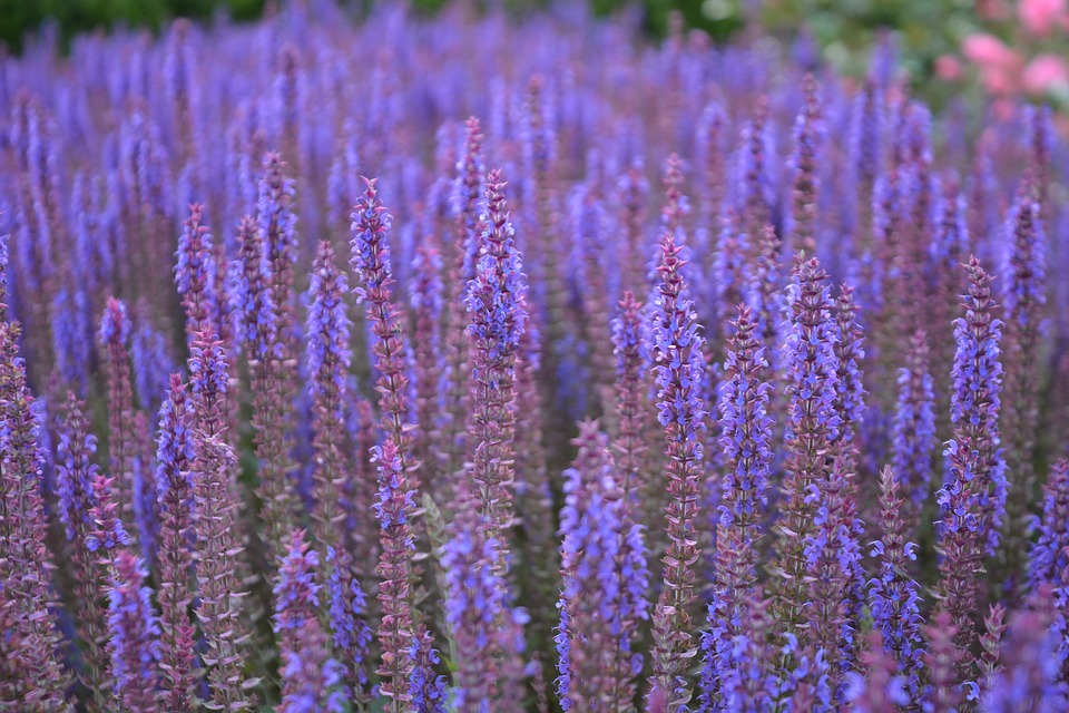 lavender flowers