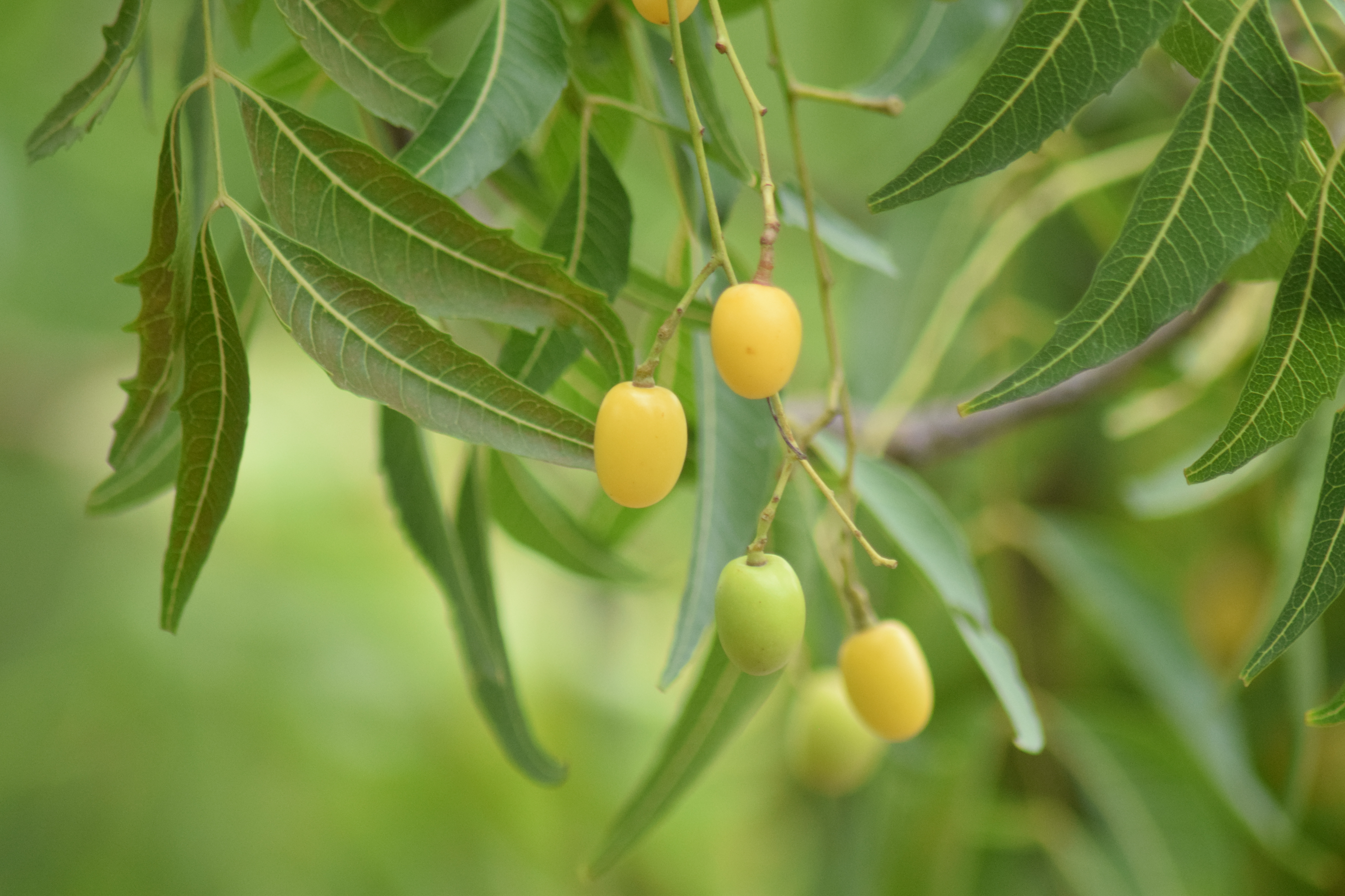 neem oil seed