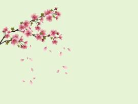 Spring Flowers Backgrounds