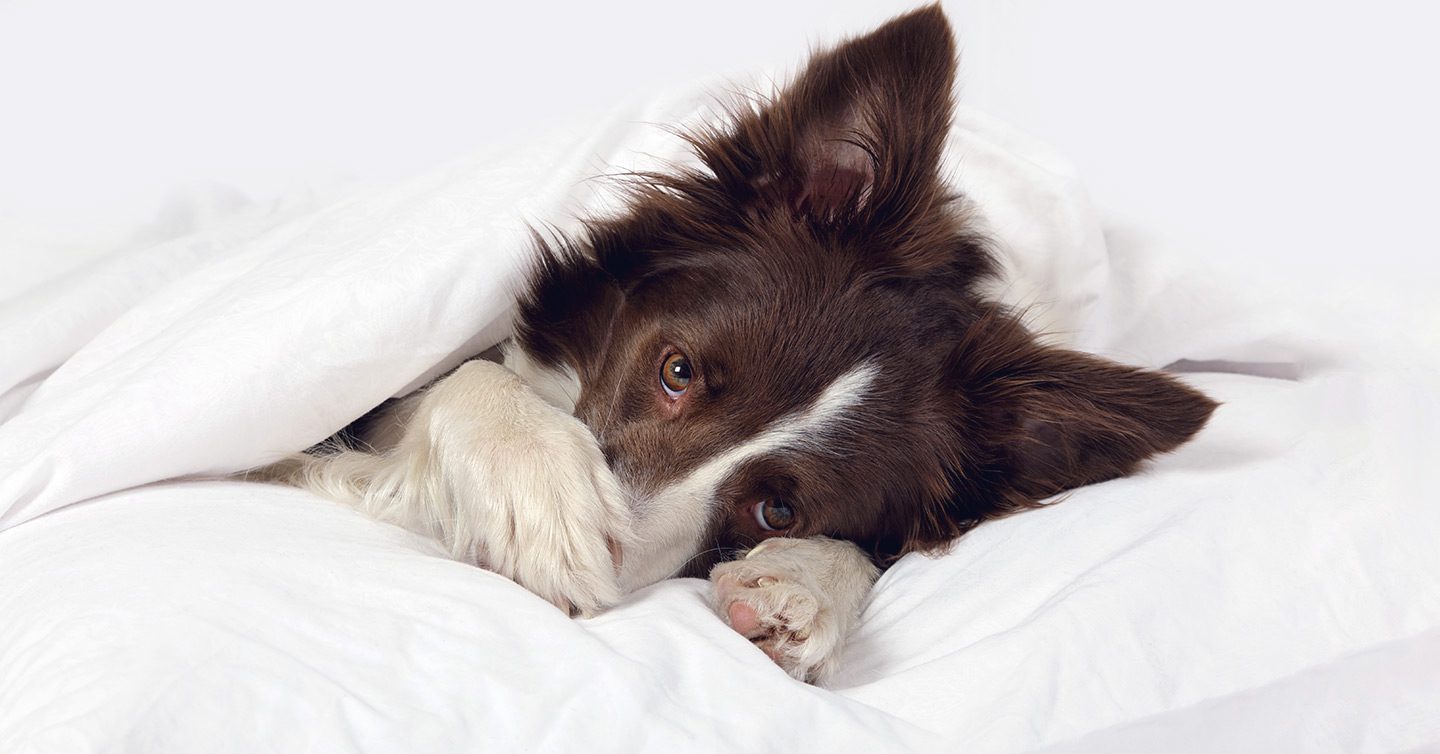 sick dog hiding under bed covers and covering its face with a paw