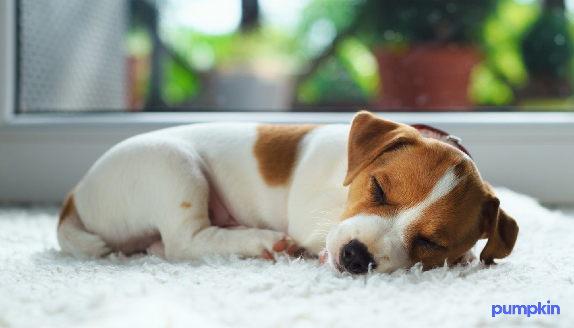 A puppy sleeping on a rug