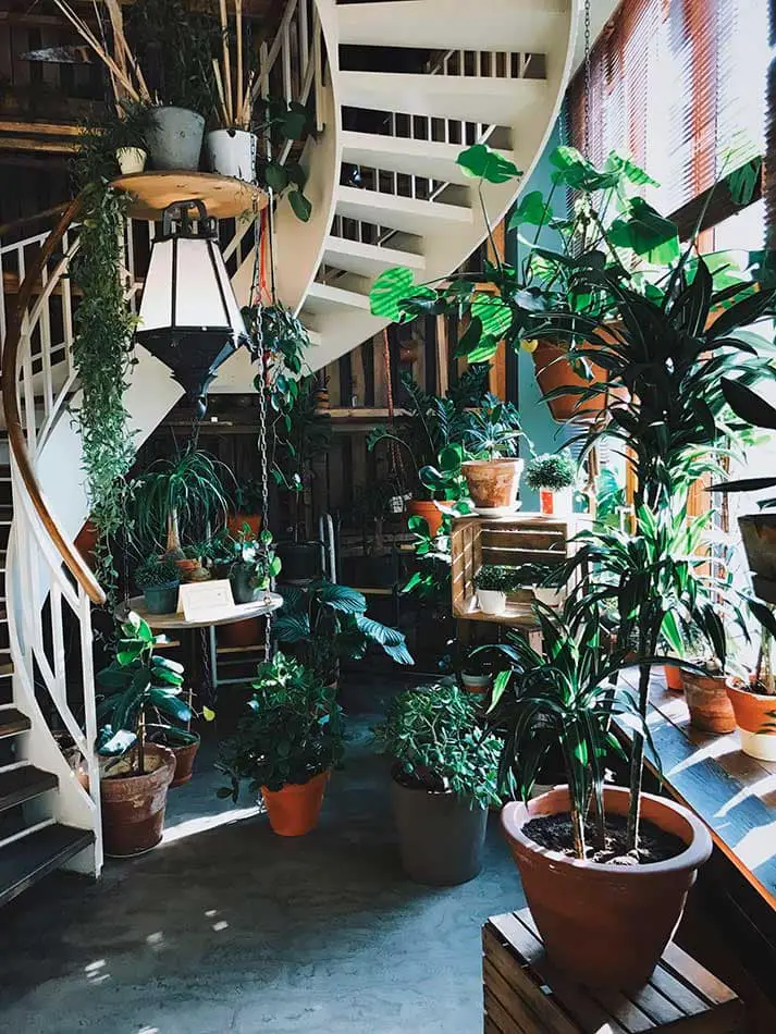 indoor greenery with ladder