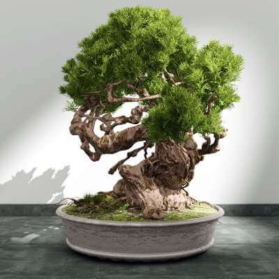 Bonsai Plant 3D Model