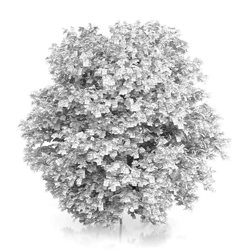 Common Hazel Tree Corylus avellana 4.2m 3D Model