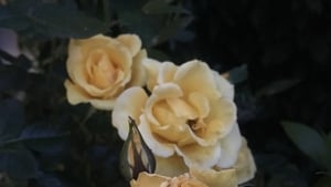 Ambient Orbit Monday 12 June 2023 show image