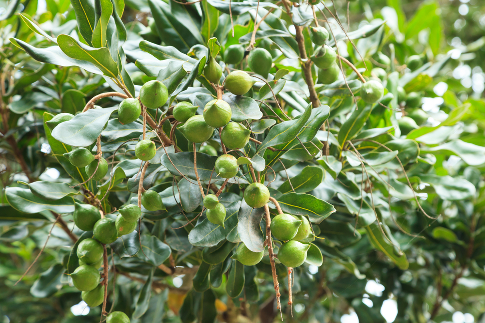 Macadamia nuts on tree