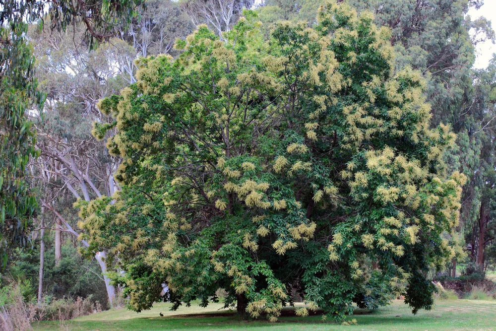 Castanea sativa