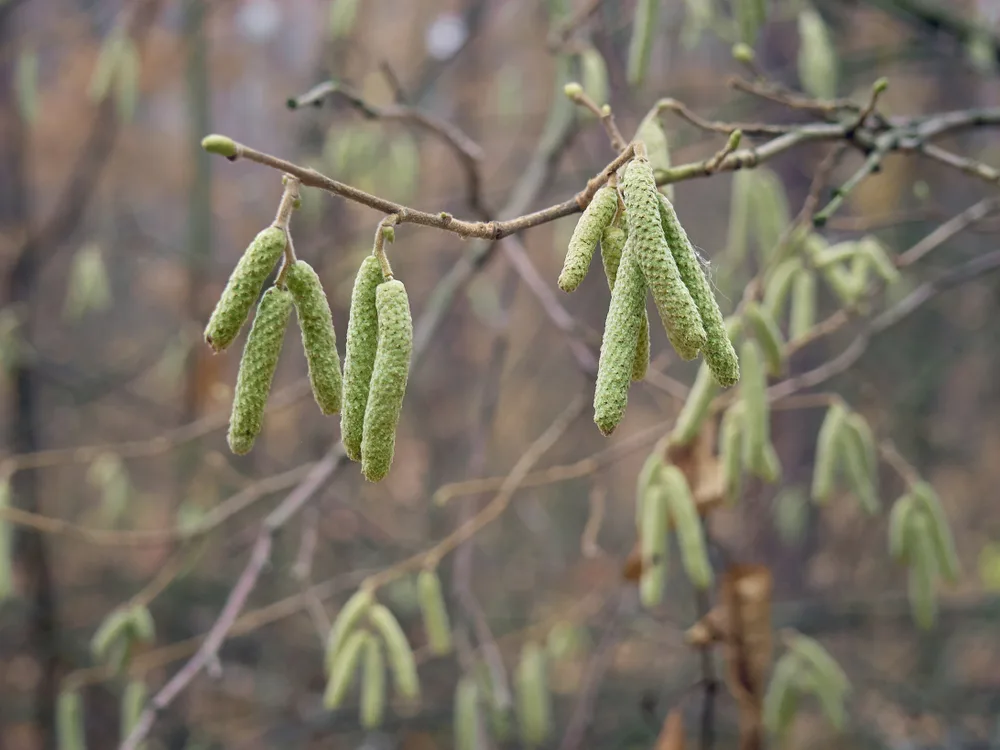 American Hazelnuts (Corylus americana)