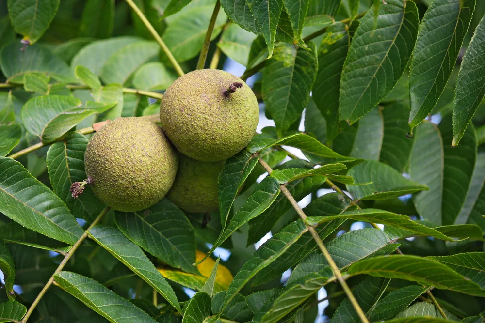 Black Walnuts (Juglans nigra)