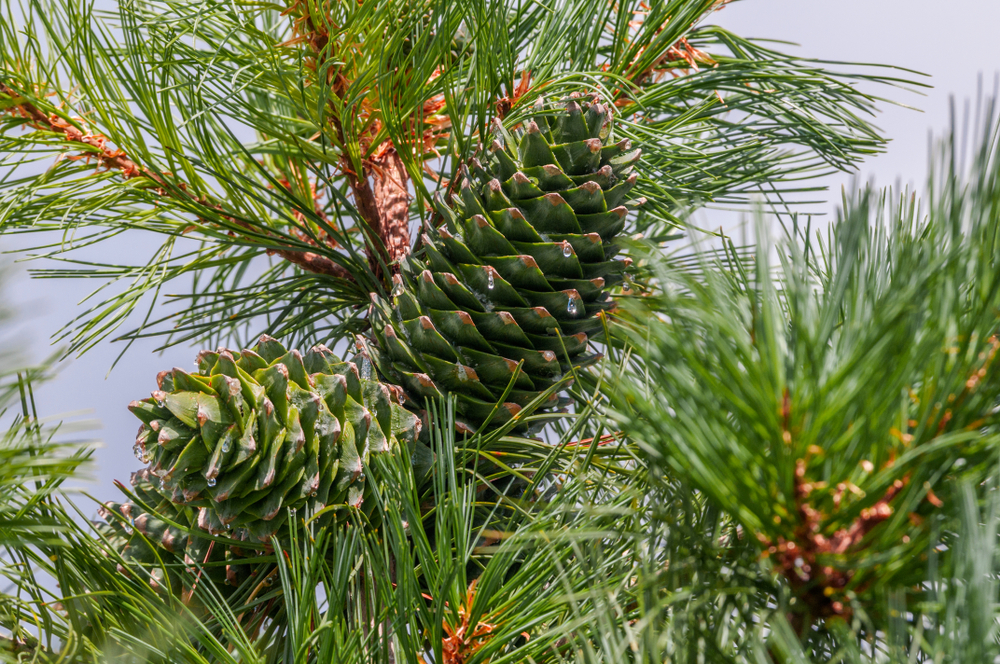 Pinus koraiensis