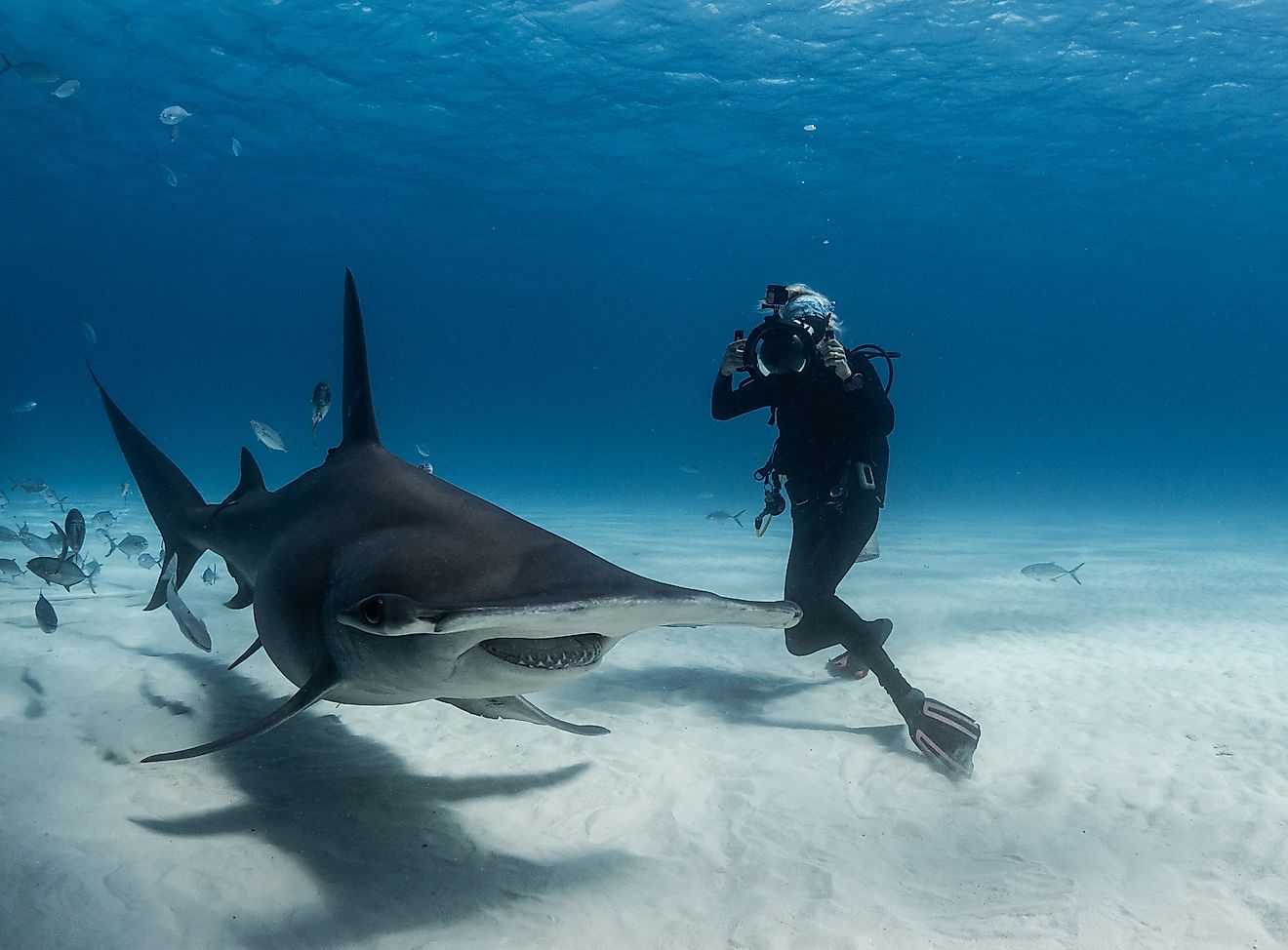 Jillian photographing a tiger shark. Image credit: Duncan Brake