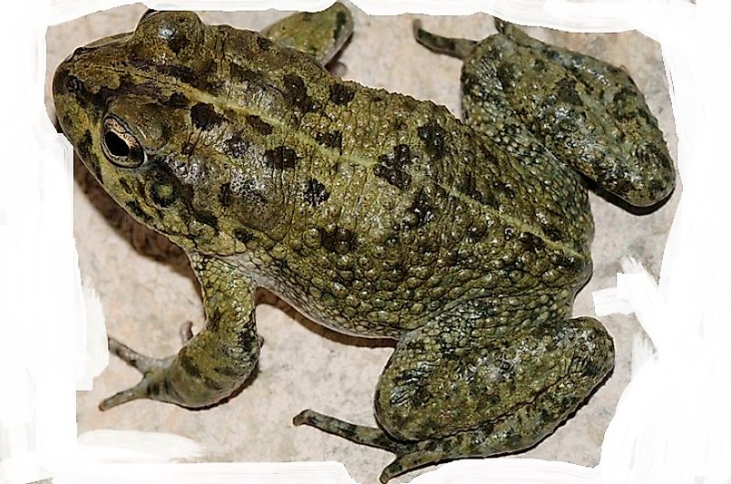 An Arabian Toad (Bufo arabicus).