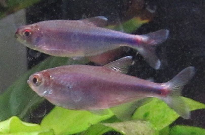 A mating pair of Cochu's Blue Tetras.