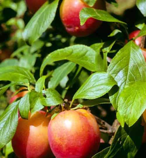 Picture of Plum Fortune MB