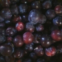 Picture of Plum MacVerna MB