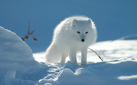 Arctic Fox