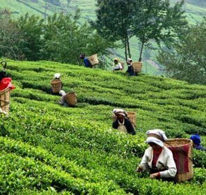 Tea Tasting Tour Assam