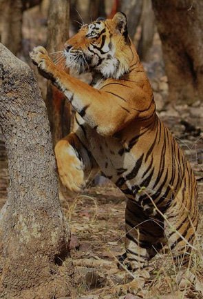 Rajasthan Wildlife