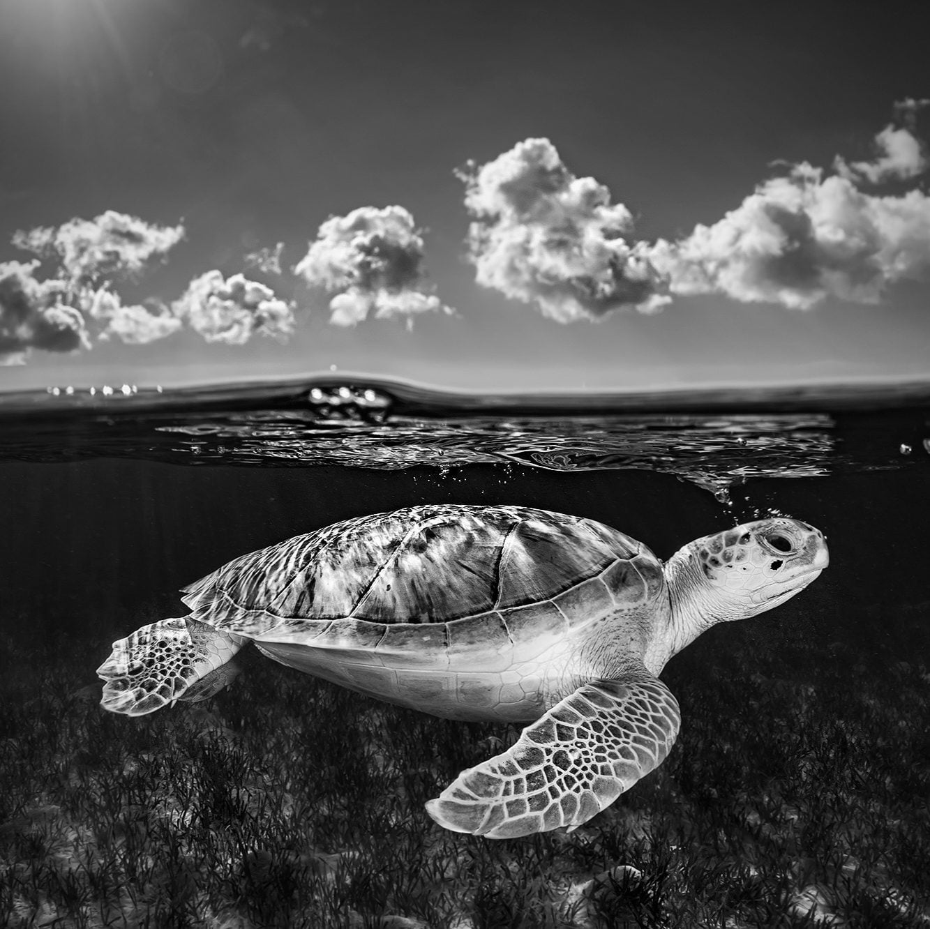 The Traveler, Cristina Mittermeier (2020) Bahamas via 360 MAGAZINE.