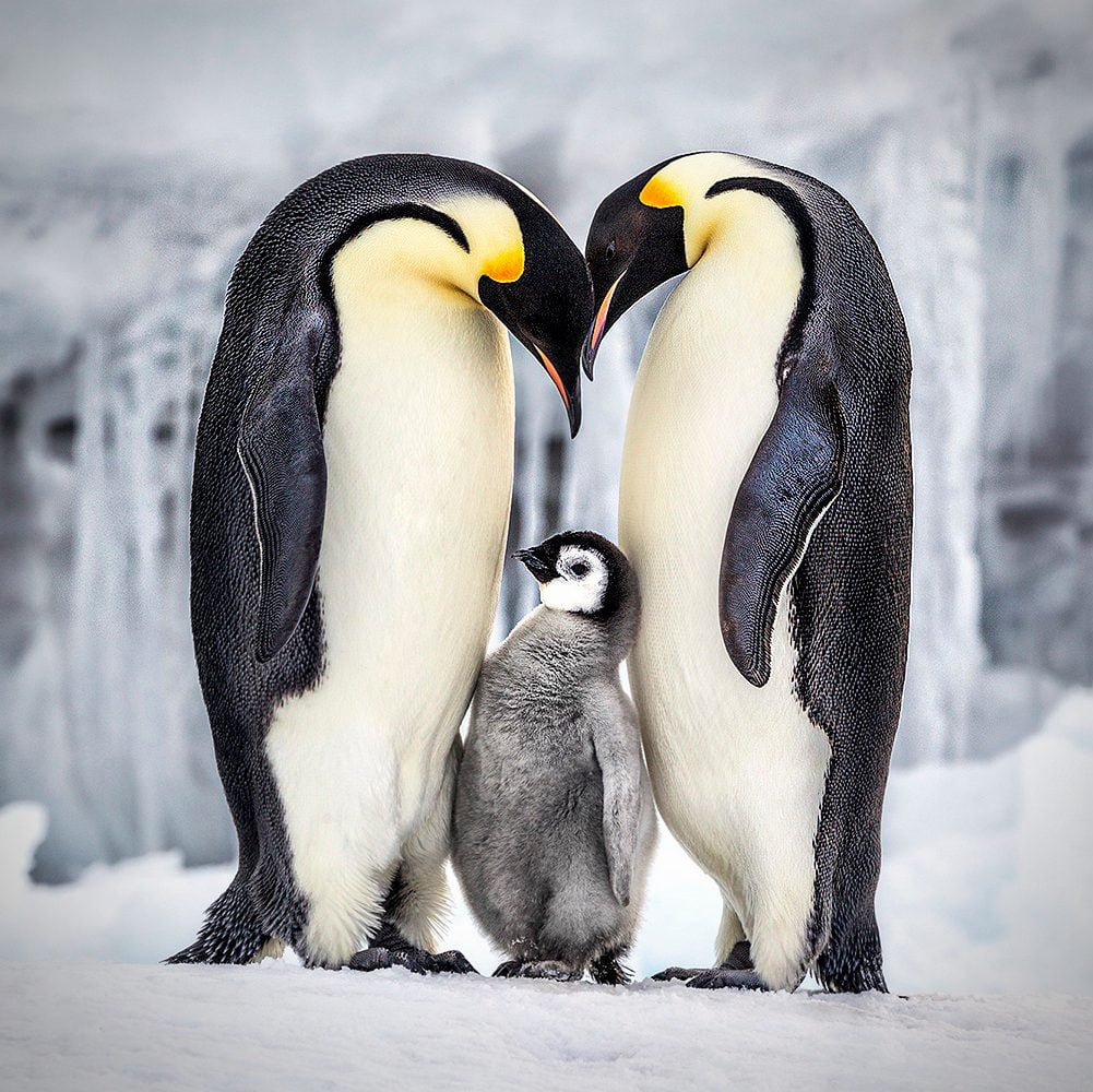 Parenthood, by Paul Nicklen  (2011). Ross Sea, Antarctica 24 x 36 in. via 360 MAGAZINE.