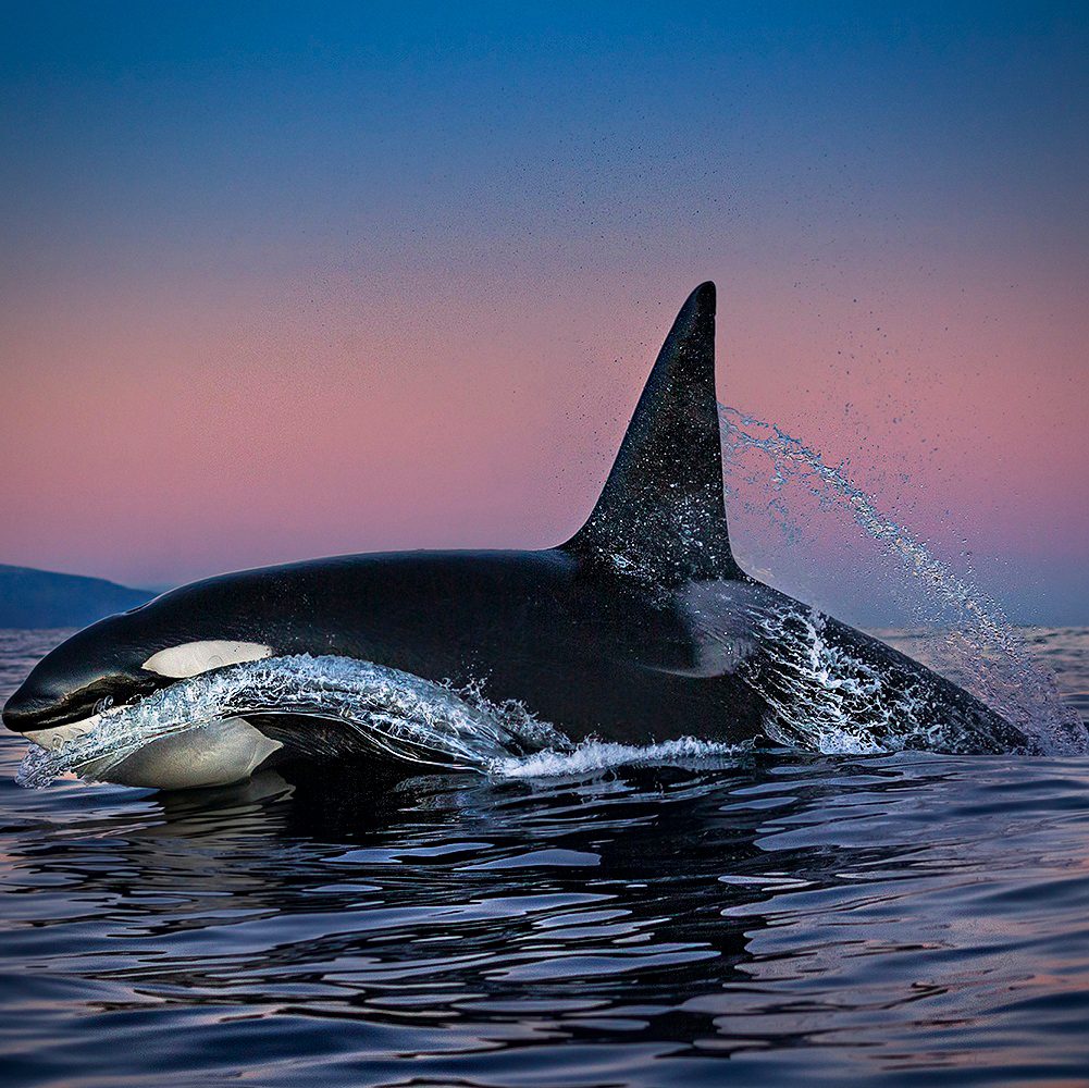 Dawn Patrol, Paul Nicklen (2018) Northern Fjords, Norway via 360 MAGAZINE.