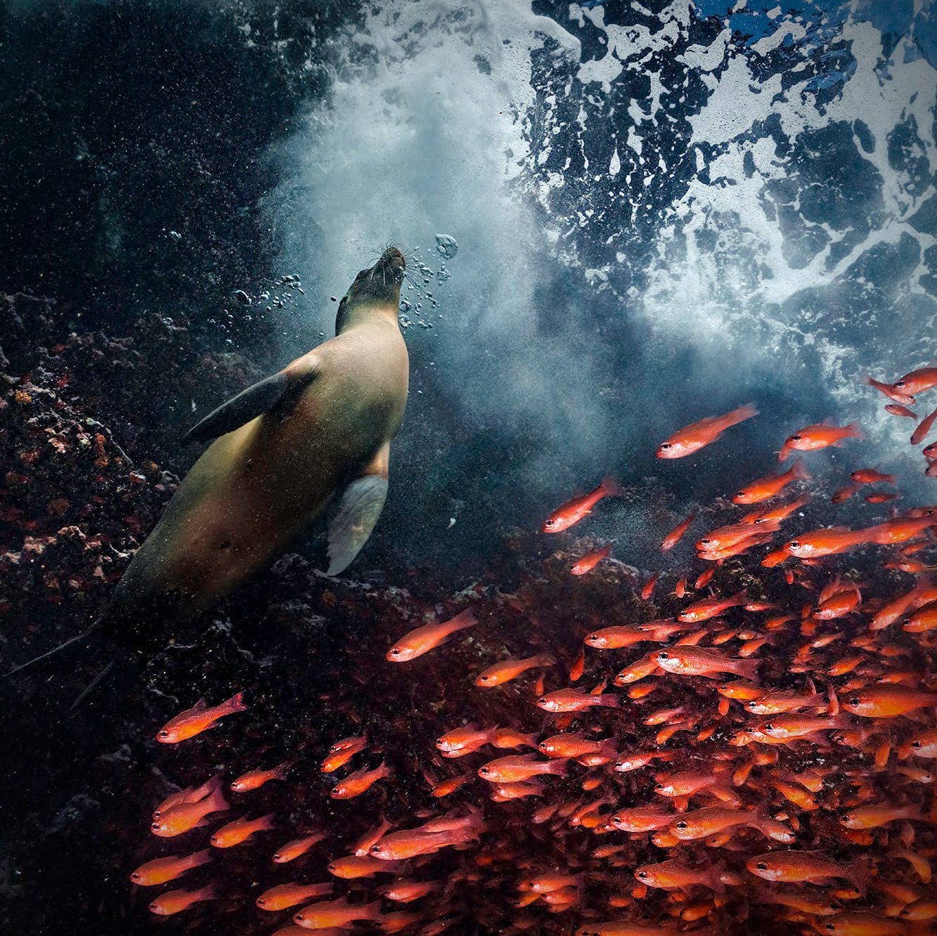 Red Curtain, by Cristina Mittermeier (2021) Galapagos. Selected as one of the “10 Photographs That Made the World Wake Up to Climate Change.” the “10 Photographs That Made the World Wake Up to Climate Change” via 360 MAGAZINE.